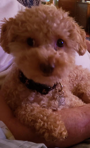 Pet Supply Store «Petco Animal Supplies», reviews and photos, 852 N Western Ave, San Pedro, CA 90732, USA