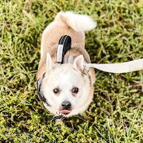 Skip Sit Stay LLC - Car repair in La Plata, MD, Waldorf - Rated 5.0/5