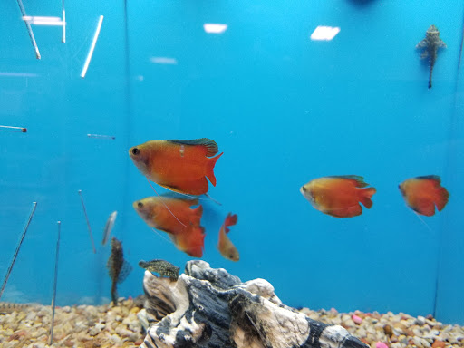 Pet Supply Store «PetSmart», reviews and photos, 310 N White Horse Pike, Lawnside, NJ 08045, USA