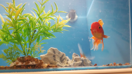 Pet Supply Store «PetSmart», reviews and photos, 1321 W Craig Rd, North Las Vegas, NV 89032, USA