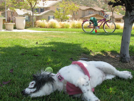 A Touch of Gold Pet Grooming