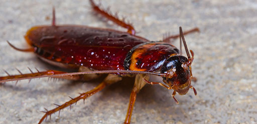 Pest Control Unit Hawthorn - Rat, Wasp & End of Lease Pest Control