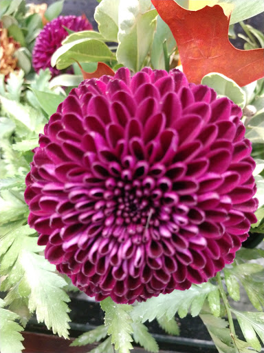 Grocery Store «Meijer», reviews and photos, 550 Hull Rd, Mason, MI 48854, USA