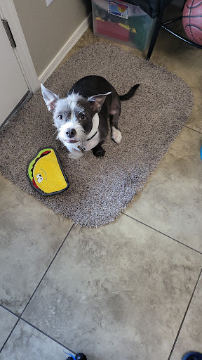 Pet Supply Store «PetSmart», reviews and photos, 555 S Cotton Ln, Goodyear, AZ 85338, USA