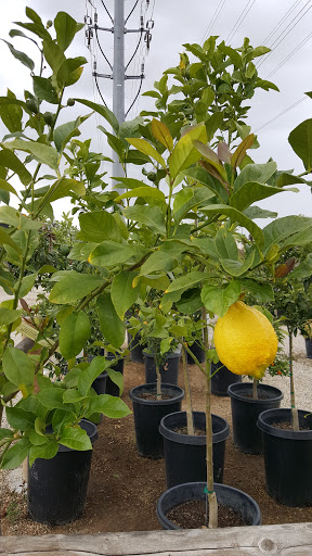 Discount Store «Kmart», reviews and photos, 23222 Valencia Blvd, Valencia, CA 91355, USA