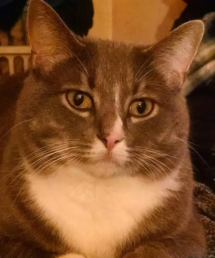 Pet Supply Store «PetSmart», reviews and photos, 159 N Weber Rd, Bolingbrook, IL 60490, USA