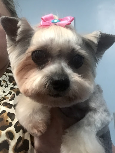 Pet Store «Doggy Dog World Inc», reviews and photos, 2552 Coney Island Ave, Brooklyn, NY 11223, USA