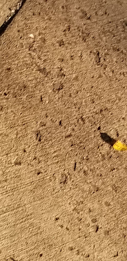 Public Golf Course «Calvert Road Park Disc Golf», reviews and photos, Campus Drive, College Park, MD 20740, USA