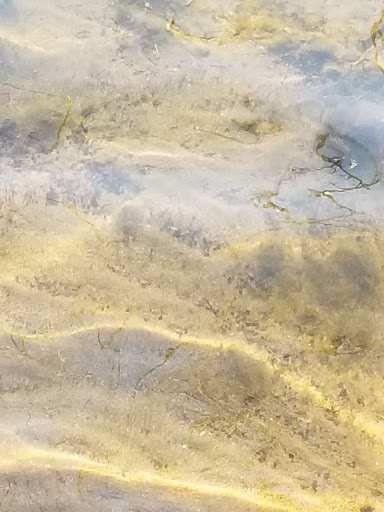 Park «Spy Pond Park», reviews and photos, Pond Lane, Arlington, MA 02474, USA