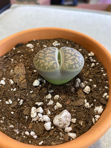 Florist «Pollen», reviews and photos, 2918 N Milwaukee Ave, Chicago, IL 60618, USA