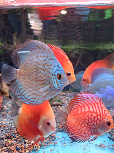 Aquarium «Nemos Aquarium», reviews and photos, 4051 Stone Mountain Hwy, Snellville, GA 30039, USA