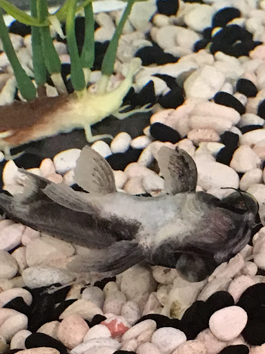 Pet Store «Petland Discounts - Kings Highway», reviews and photos, 1618 Kings Hwy, Brooklyn, NY 11229, USA