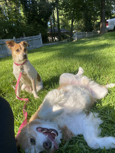 Pet Supply Store «Pet Supermarket, Inc.», reviews and photos, 1052 Peachtree Industrial Blvd, Suwanee, GA 30024, USA