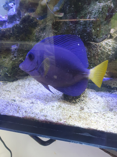 Acuario