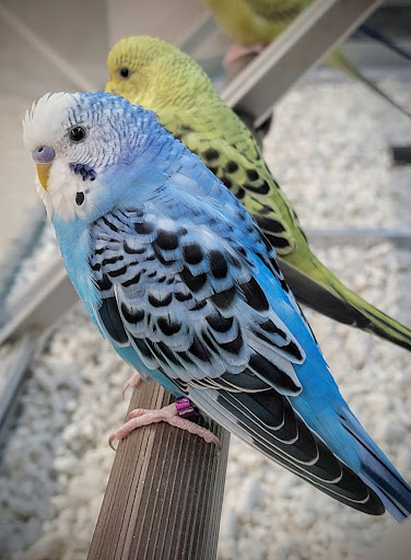 Pet Store «PetSmart», reviews and photos, 16001 Elmhurst Ln, Lakeville, MN 55044, USA