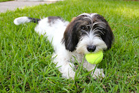 Happy Hound Pet Sitting Co. - Photo 5 - Car repair in , Mobile