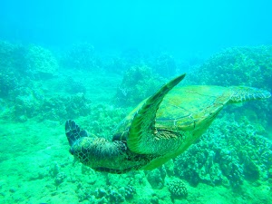 Calypso - photo 43