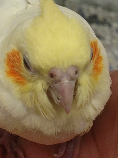 Pet Store «Petland», reviews and photos, 699 Harry Sauner Rd, Hillsboro, OH 45133, USA