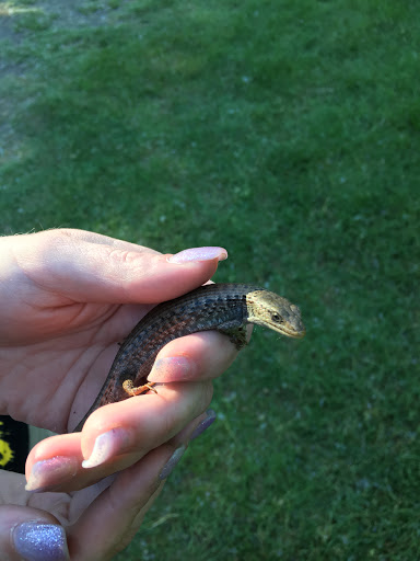 Public Golf Course «White River Disc Golf Course», reviews and photos, 2401 Stuck River Dr, Auburn, WA 98092, USA