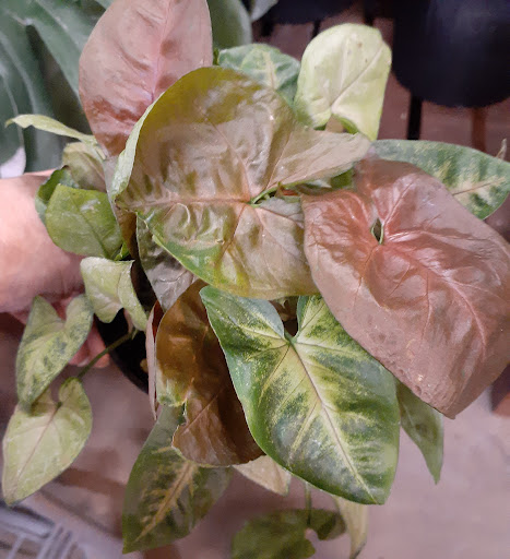 Home Improvement Store «The Home Depot», reviews and photos, 4200 Derry St, Swatara, PA 17111, USA