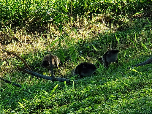 Golf Course «River Bend Resort & Golf Club», reviews and photos, 4541 US-281, Brownsville, TX 78520, USA