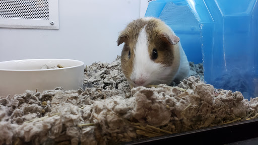 Pet Supply Store «Petco Animal Supplies», reviews and photos, 5975 20th St, Vero Beach, FL 32966, USA