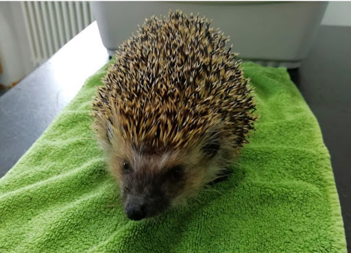 Dagmar Schmidt Tierärztin unter Mitterteich, Bayern