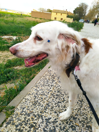 Clínica Veterinaria Santa Isabel Vetersalud en Zaragoza