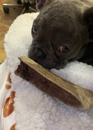 Gift Shop «Nautical Dog LLC», reviews and photos, 5104 Main St, Williamsburg, VA 23188, USA