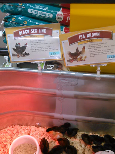 Home Improvement Store «Tractor Supply Co.», reviews and photos, 575 N Lapeer Rd, Oxford, MI 48371, USA