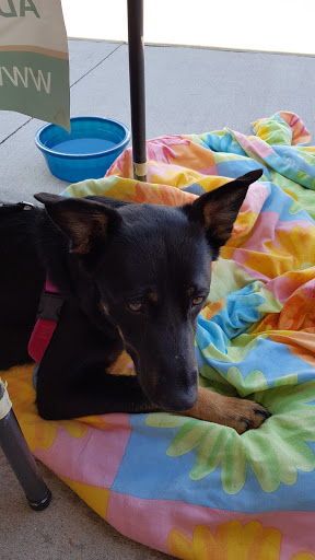 Pet Supply Store «Pet Supplies Plus», reviews and photos, 1262 OH-303, Streetsboro, OH 44241, USA