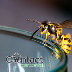 Contact Pest Control