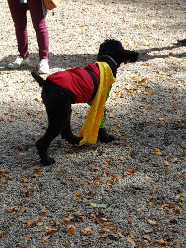 Dog Park «South Boston Bark Park», reviews and photos, 1280 Columbia Rd, Boston, MA 02127, USA