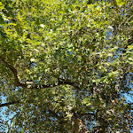 Photo n°1 de l'avis de Ma.e fait le 12/10/2021 à 08:00 sur le  Restaurant Landhaus im Botanischen Garten à Berlin