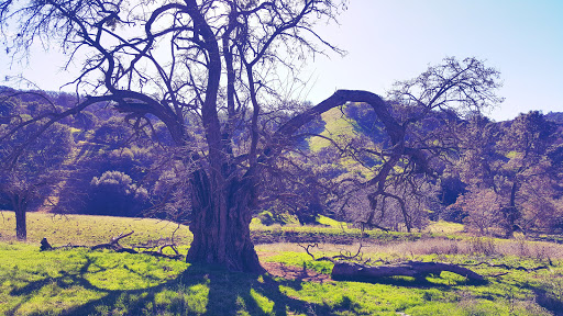 Park «Black Diamond Mines Regional Preserve», reviews and photos, 5175 Somersville Rd, Antioch, CA 94509, USA