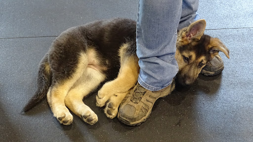 Dog Trainer «Awesome Dawgs Dog Training LLC», reviews and photos, 3052 Pricetown Rd, Temple, PA 19560, USA