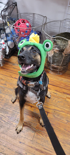 Pet Supply Store «Bark Harbor», reviews and photos, 150 Main St # 3, Bar Harbor, ME 04609, USA