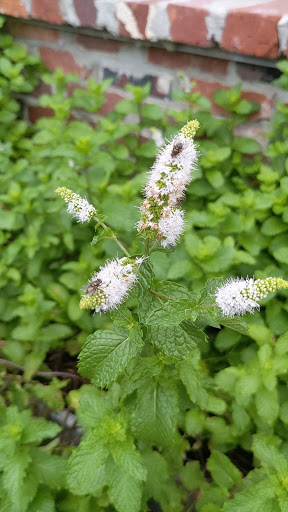 Coffee Shop «Corner Perk Cafe, Bar, Roasters», reviews and photos, 1297 May River Rd Ste. 101, Bluffton, SC 29910, USA