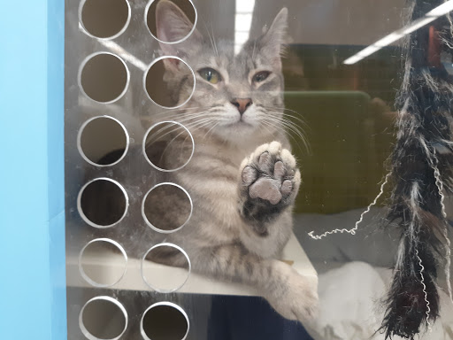 Pet Supply Store «Unleashed by Petco», reviews and photos, 515 El Camino Real #120, Menlo Park, CA 94025, USA