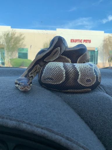 Pet Store «Exotic Pets», reviews and photos, 2410 N Decatur Blvd #160, Las Vegas, NV 89108, USA