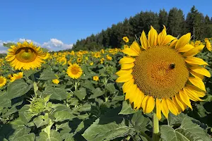 Sonnenblumen Feld image