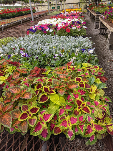 Wholesale Plant Nursery «Garden Fantasy», reviews and photos, 43250 Tyler Rd, Belleville, MI 48111, USA