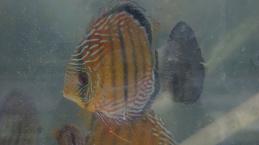 Tropical Fish Store «Jack Wattley Discus», reviews and photos, 6944 NE 4th Ave, Miami, FL 33138, USA
