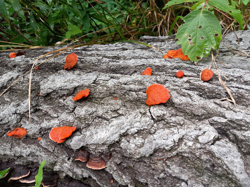 Battle Site «Third Battle of Winchester Battlefield Park», reviews and photos, 541 Redbud Rd, Winchester, VA 22603, USA