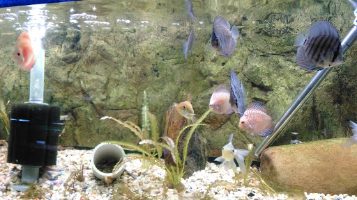 Tropical Fish Store «Pass Road Pet Center (Just Fish)», reviews and photos, 1939 Pass Rd, Biloxi, MS 39531, USA