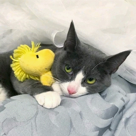 Sporting Goods Store «Santa Rosa Ski and Sports», reviews and photos, 2875 Santa Rosa Ave B2, Santa Rosa, CA 95407, USA