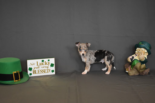 Pet Store «Puppy City», reviews and photos, 3343 Valley Pike, Winchester, VA 22602, USA