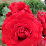 Photo n°1 de l'avis de Claudia.. fait le 02/06/2019 à 14:42 sur le  ViverÈ Resort à Presicce-Acquarica