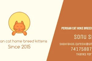 Persian cat home breed kittens image