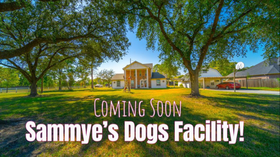 Sammye's Dogs LLC - Dog Training